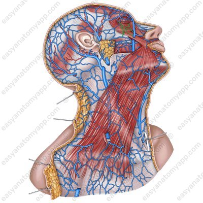 Inferior palpebral veins (v. palpebralis inferior)